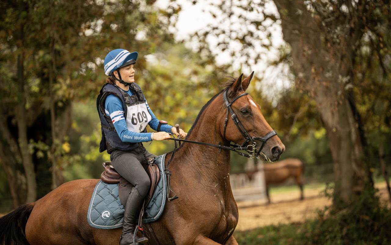 Merrie Selle Français Te koop 2018 Donker bruin / bai ,  OGANO SITTE