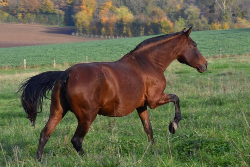 Veulen (vr) PRE Puur Ras Spaans Te koop 2024 Donker bruin / bai