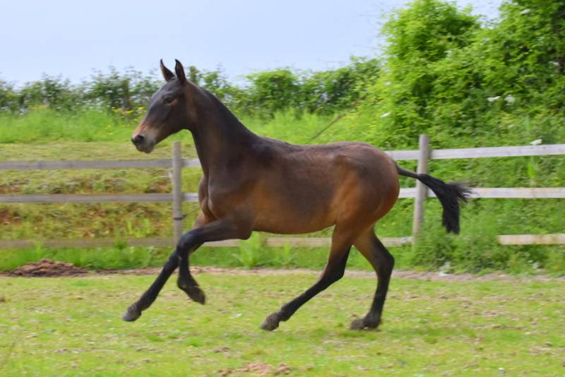 Veulen (vr) PRE Puur Ras Spaans Te koop 2024 Donker bruin / bai