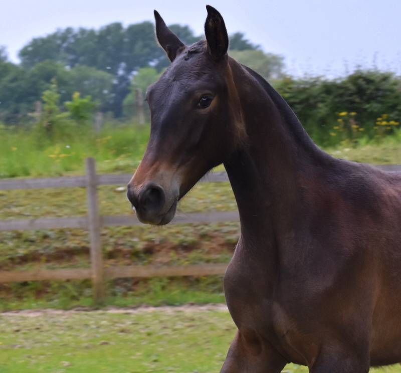 Veulen (vr) PRE Puur Ras Spaans Te koop 2024 Donker bruin / bai