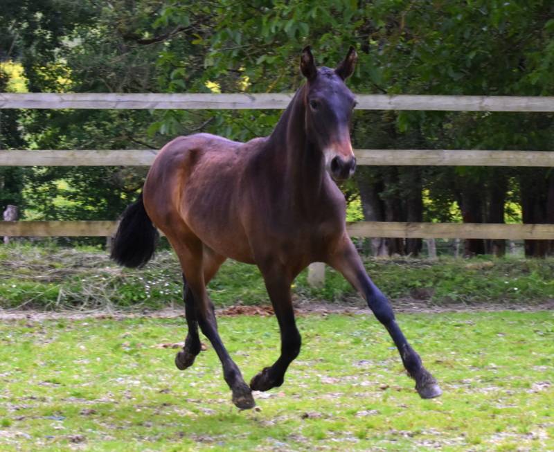 Veulen (vr) PRE Puur Ras Spaans Te koop 2024 Donker bruin / bai