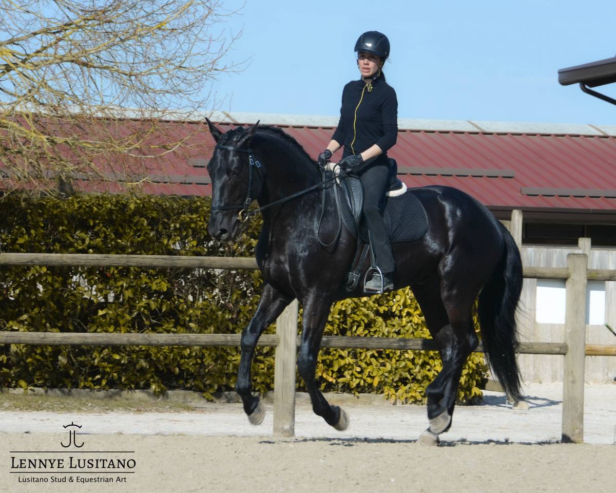 Dekhengst Lusitano Te koop 2017 Zwart