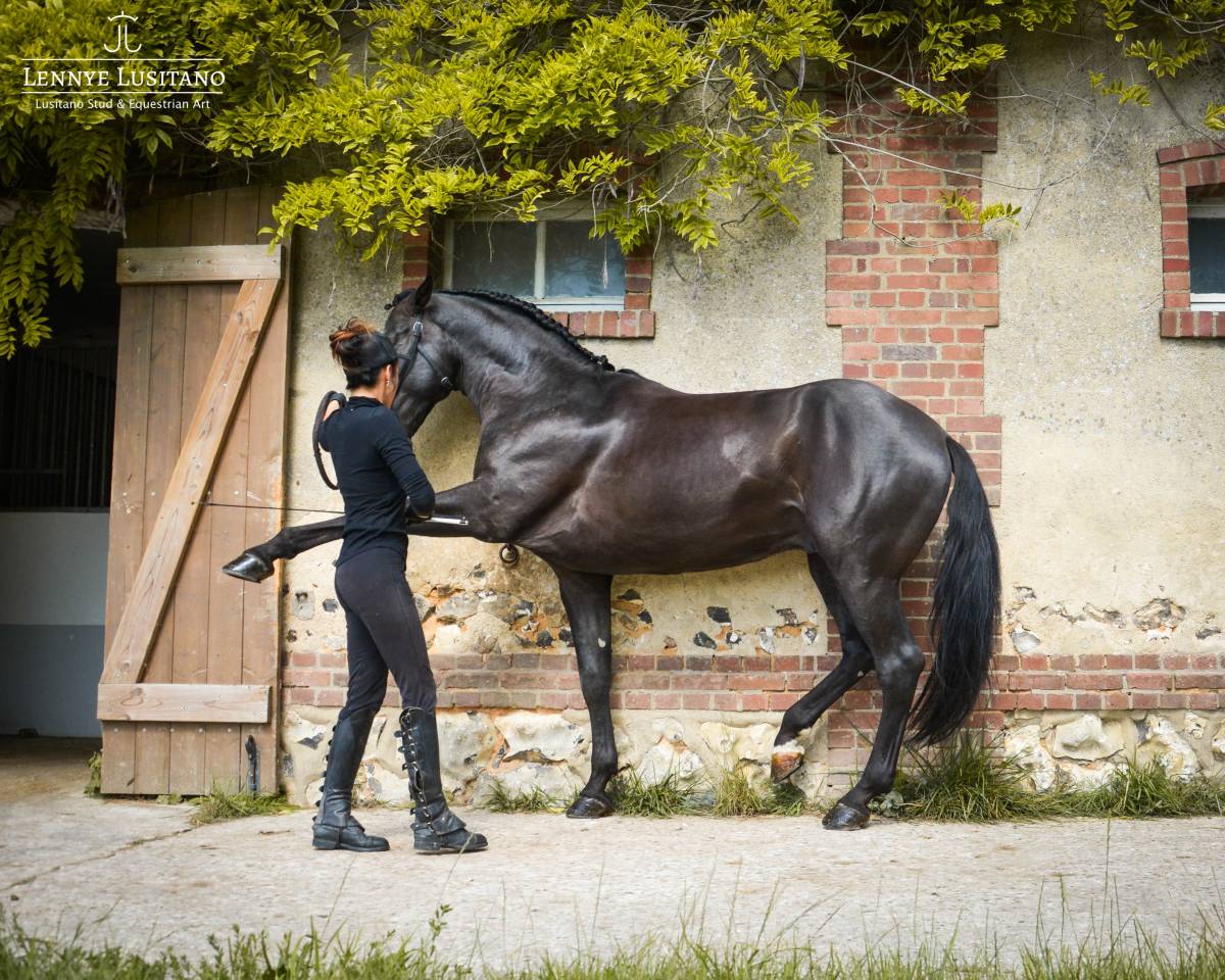 Dekhengst Lusitano Te koop 2017 Zwart