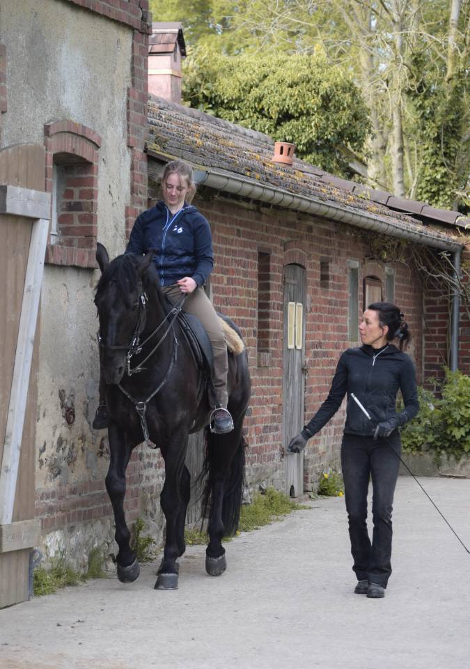 Dekhengst Lusitano Te koop 2017 Zwart