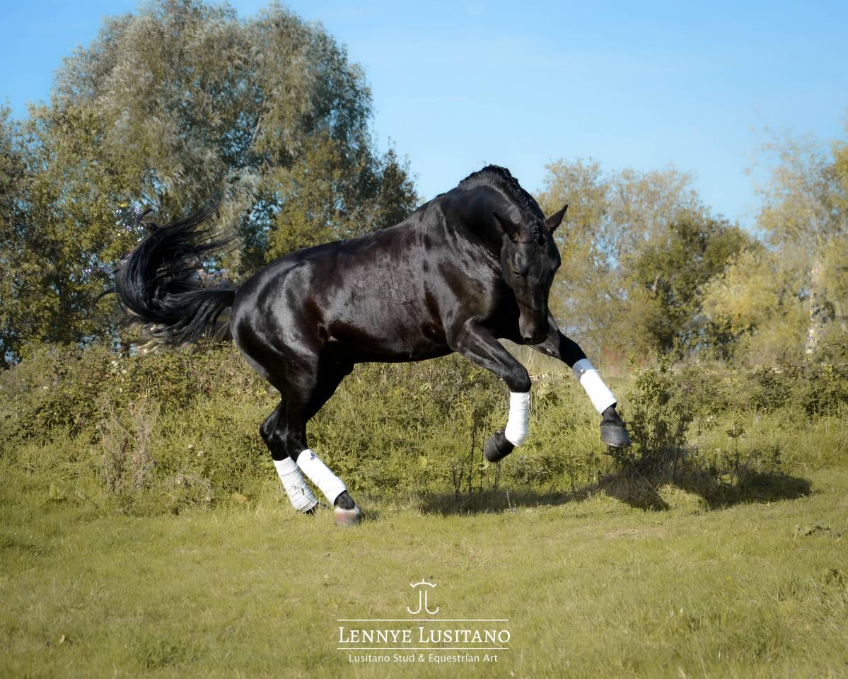 Dekhengst Lusitano Te koop 2017 Zwart