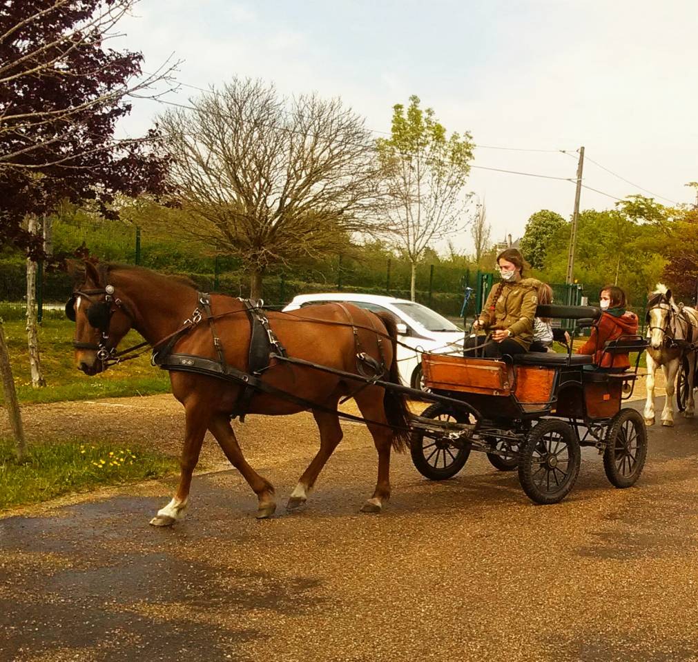 Rijtuigen - Calèche   