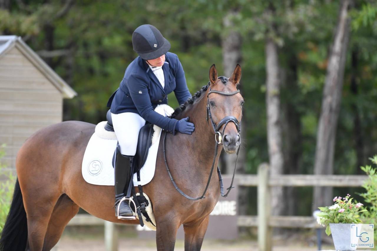 Merrie Selle Français Te koop 2019 Bruin / Bai ,  SANDREO