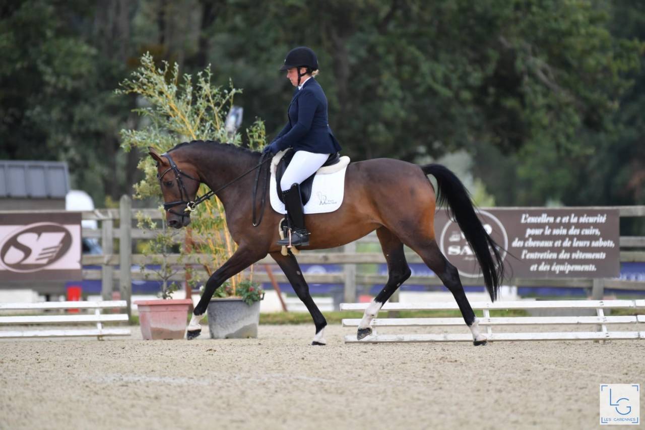 Merrie Selle Français Te koop 2019 Bruin / Bai ,  SANDREO