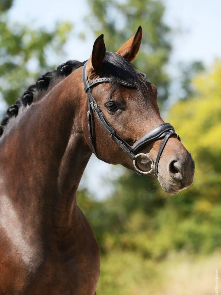 Merrie Selle Français Te koop 2019 Bruin / Bai ,  SANDREO