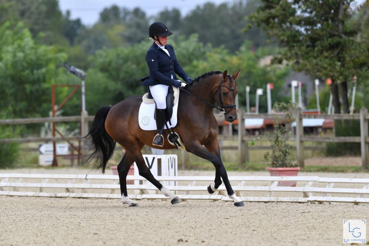 Merrie Selle Français Te koop 2019 Bruin / Bai ,  SANDREO