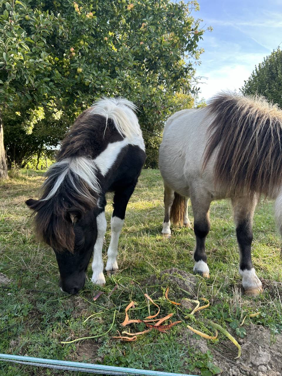 Veulen (vr) Bekend ras Te koop 2025 Bontzwart ,  HEMSBROOK William (GB)