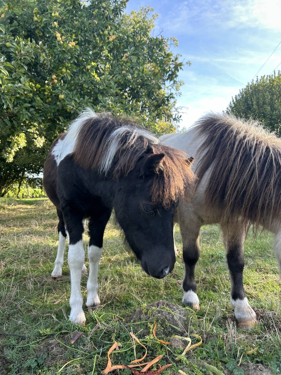 Veulen (vr) Bekend ras Te koop 2025 Bontzwart ,  HEMSBROOK William (GB)