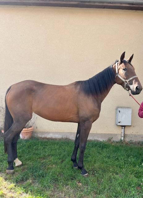 Draagmerrie Franse draver  Te koop 2022 Donker bruin / bai ,  Rolling d'Heripré