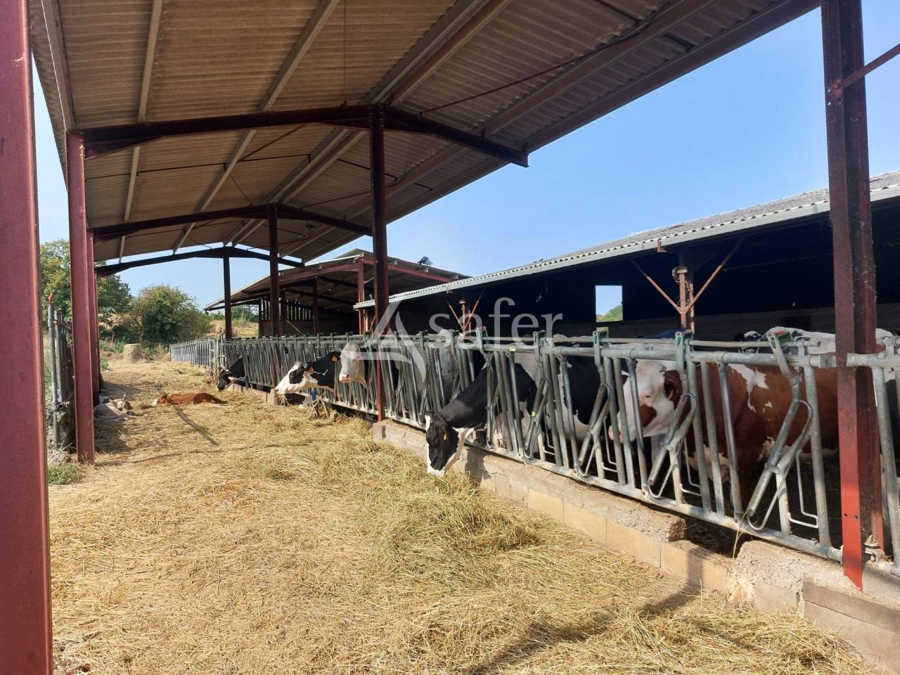 Schapen exploitatie Koop Dordogne