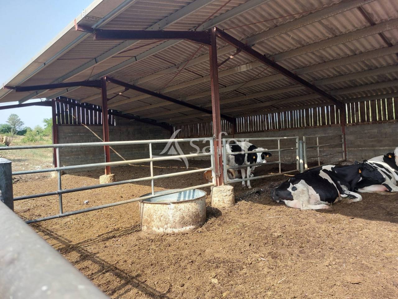 Schapen exploitatie Koop Dordogne