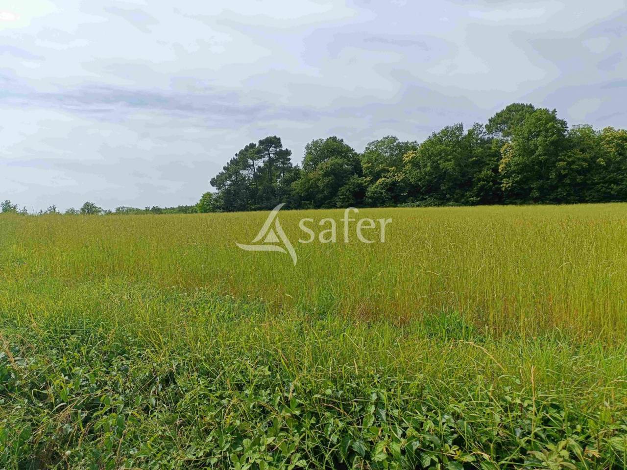 Schapen exploitatie Koop Dordogne