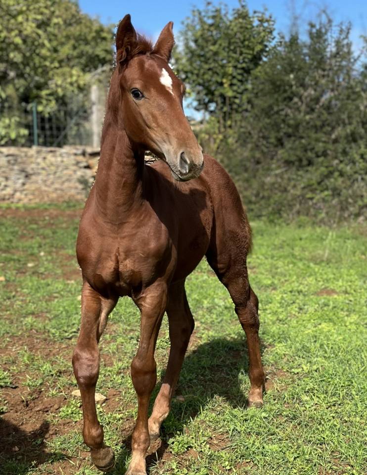 Veulen (vr) Selle Français Te koop 2025 Vos ,  Casallo z