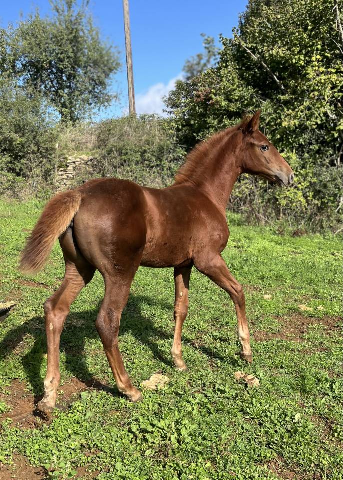 Veulen (vr) Selle Français Te koop 2025 Vos ,  Casallo z