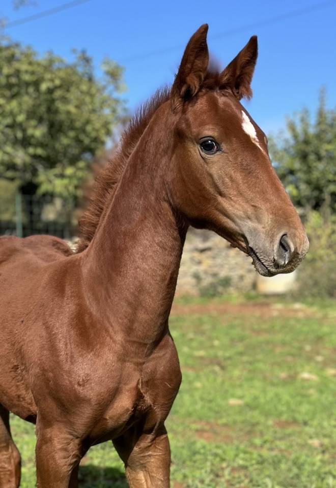 Veulen (vr) Selle Français Te koop 2025 Vos ,  Casallo z