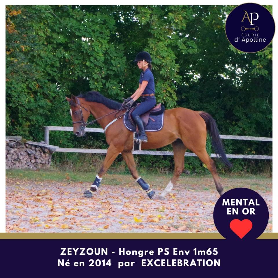 Ruin Volbloed Te koop 2014 Donker bruin / bai