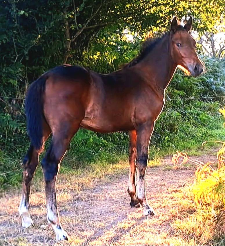 Veulen (ml) Bekend ras Te koop 2025 Donker bruin / bai