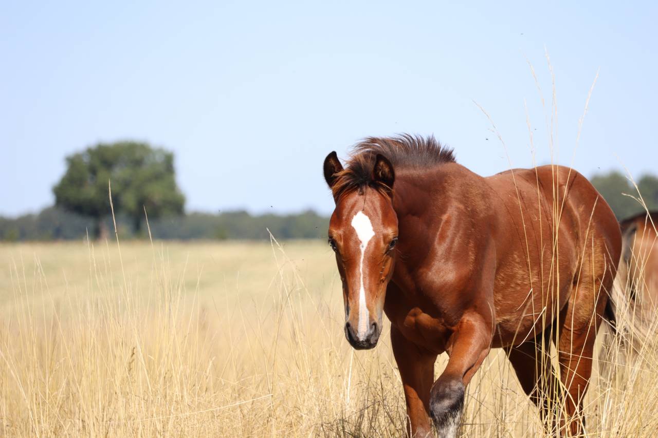Veulen (ml) Selle Français Te koop 2025 Donker bruin / bai ,  Consult DL Vie