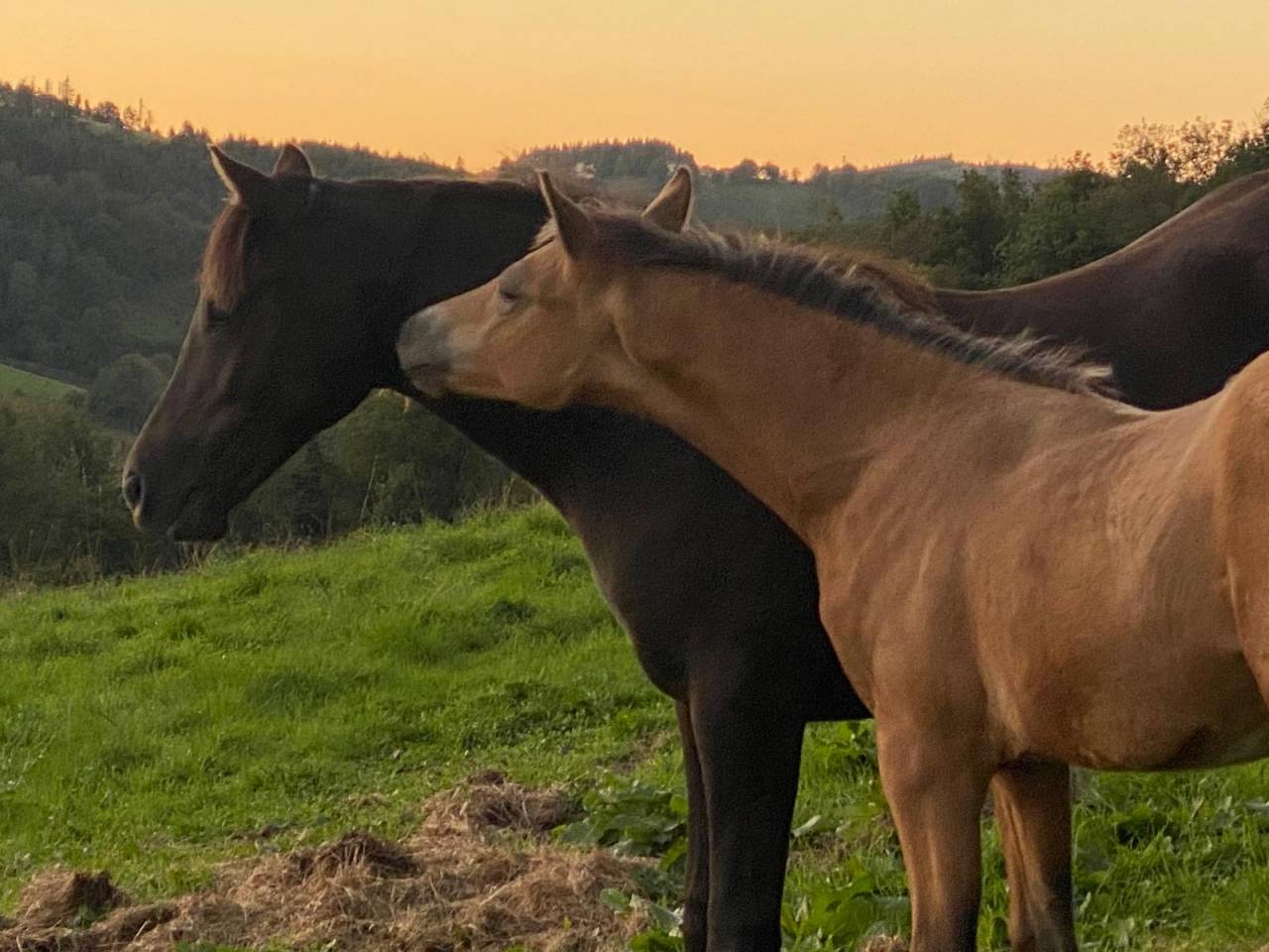 Veulen (ml) Welsh Partbred Te koop 2025 Isabel ,  Ubiwan des colines