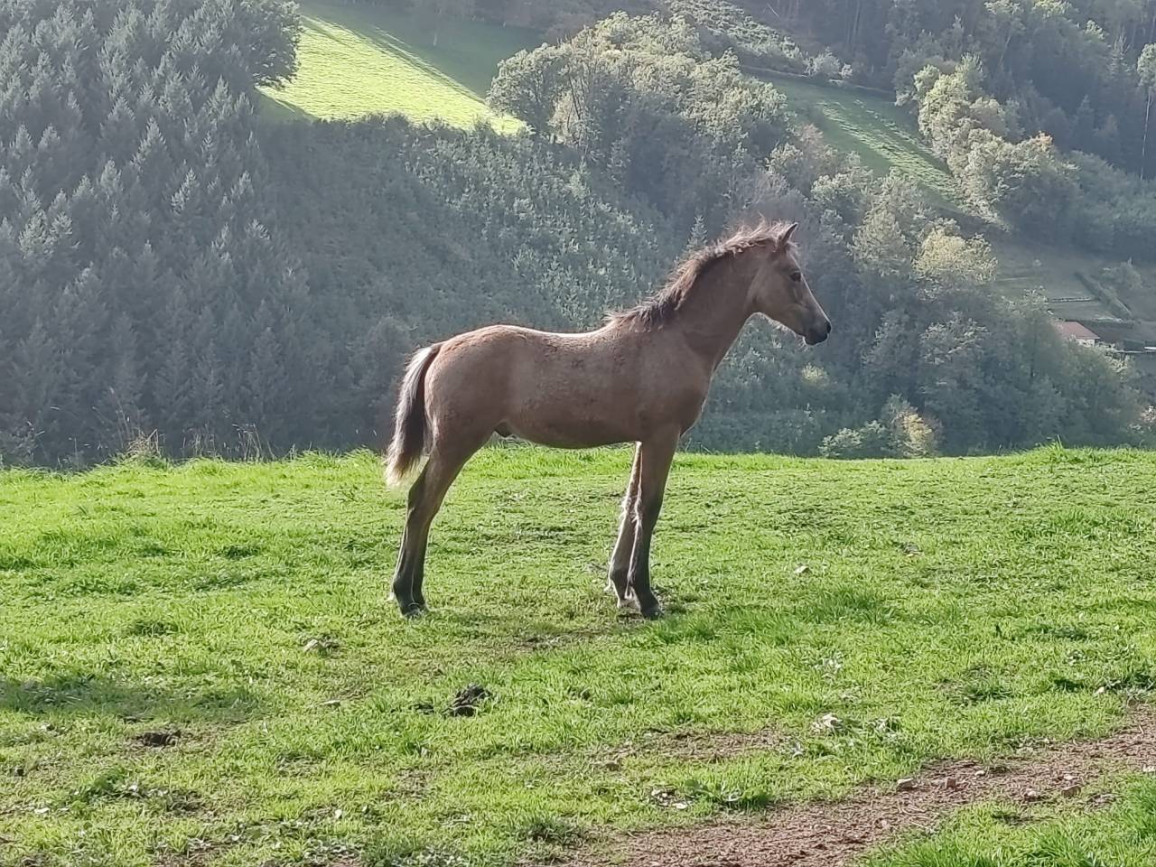 Veulen (ml) Welsh Partbred Te koop 2025 Isabel ,  Ubiwan des colines