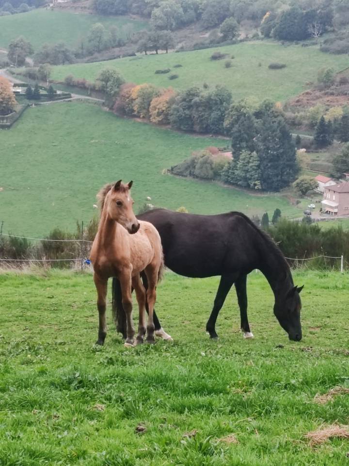 Veulen (ml) Welsh Partbred Te koop 2025 Isabel ,  Ubiwan des colines