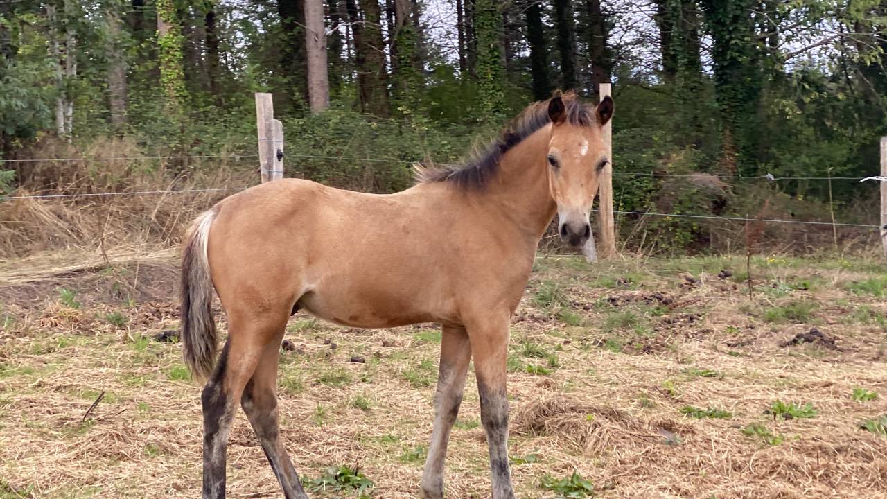 Veulen (ml) Welsh Partbred Te koop 2025 Isabel ,  Ubiwan des colines