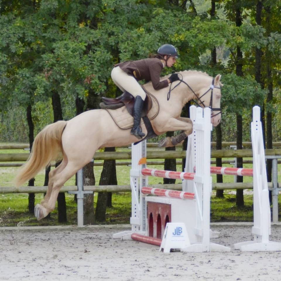 Veulen (ml) Welsh Partbred Te koop 2025 Isabel ,  Ubiwan des colines