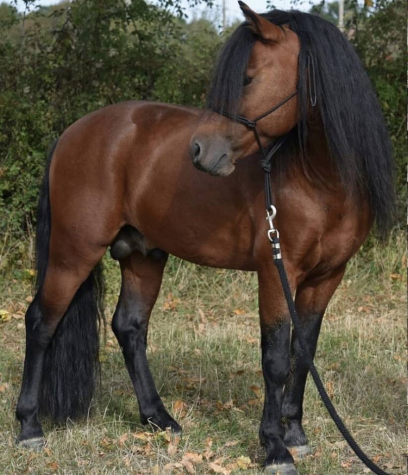 Vif de Muralis - Dartmoor 2009