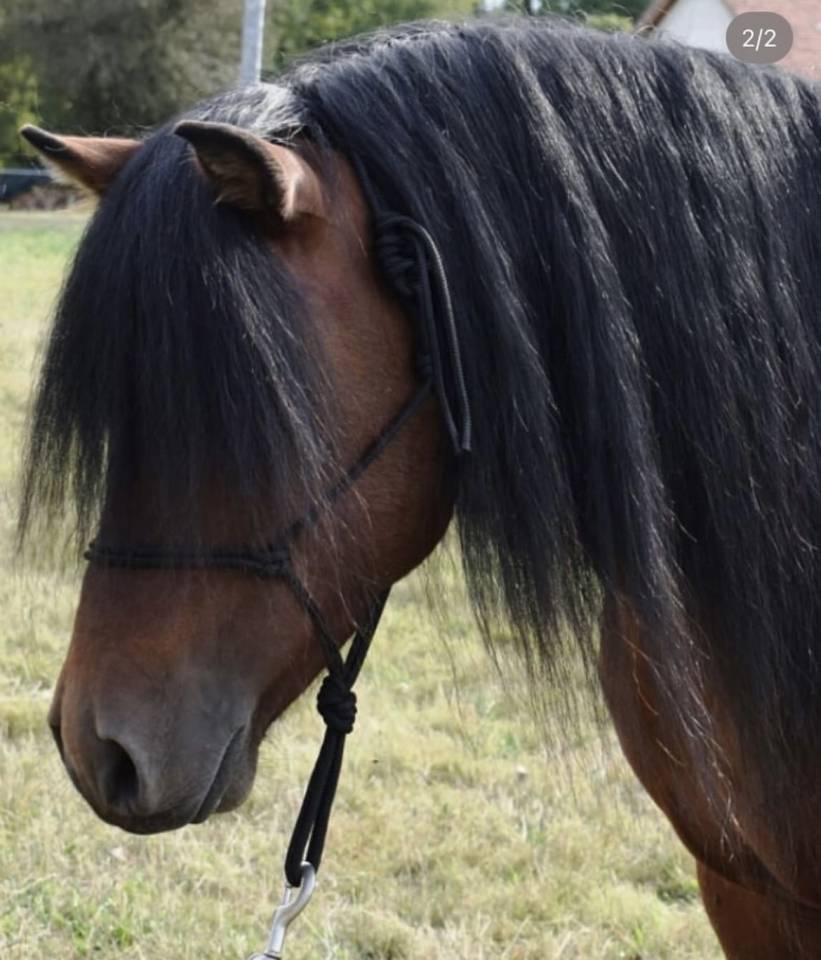 Vif de Muralis - Dartmoor 2009