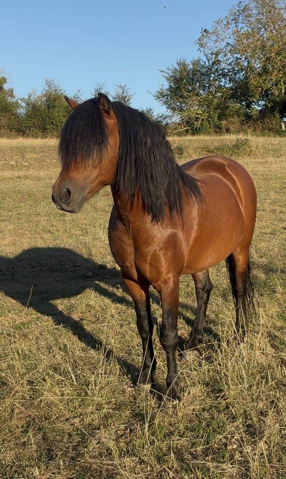 Vif de Muralis - Dartmoor 2009