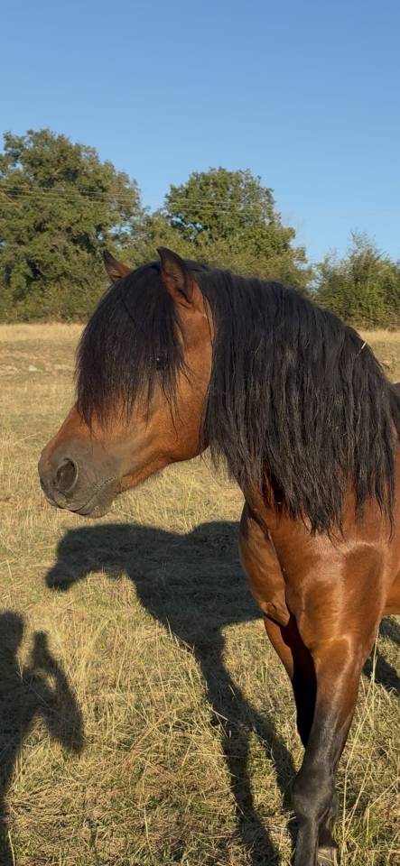 Vif de Muralis - Dartmoor 2009