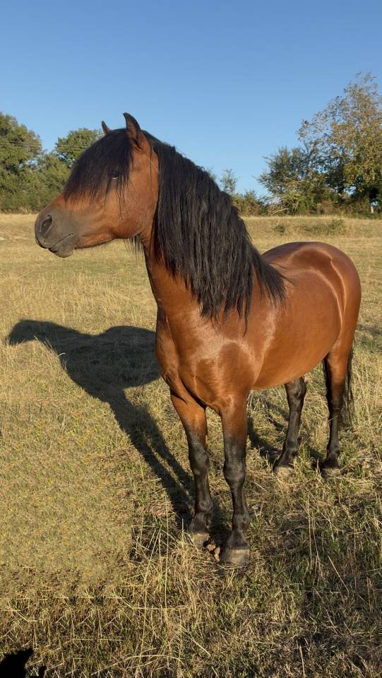 Vif de Muralis - Dartmoor 2009