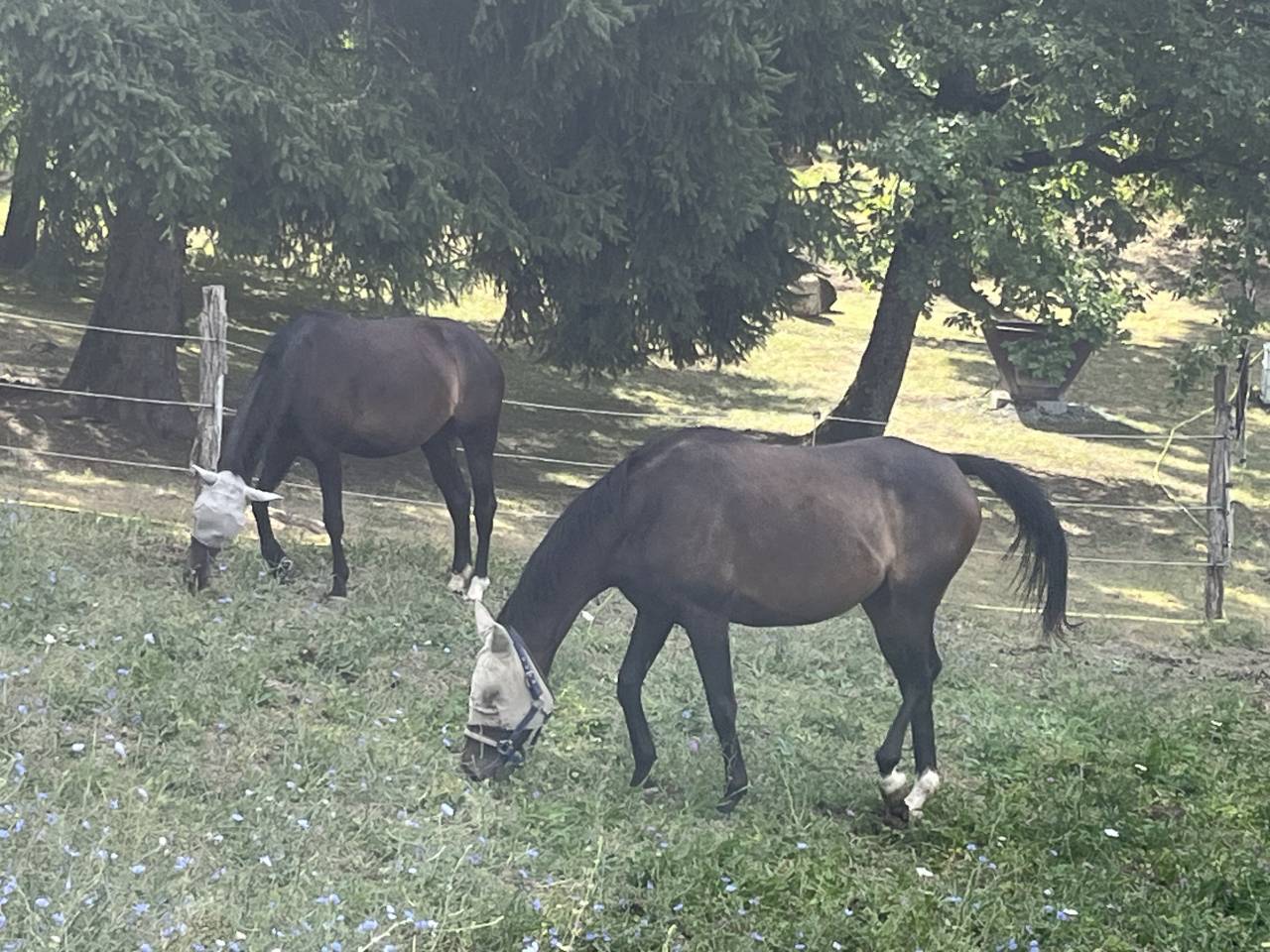 Merrie Selle Français Te koop 2021 Koffie vos ,  Sandro du Priolet Z