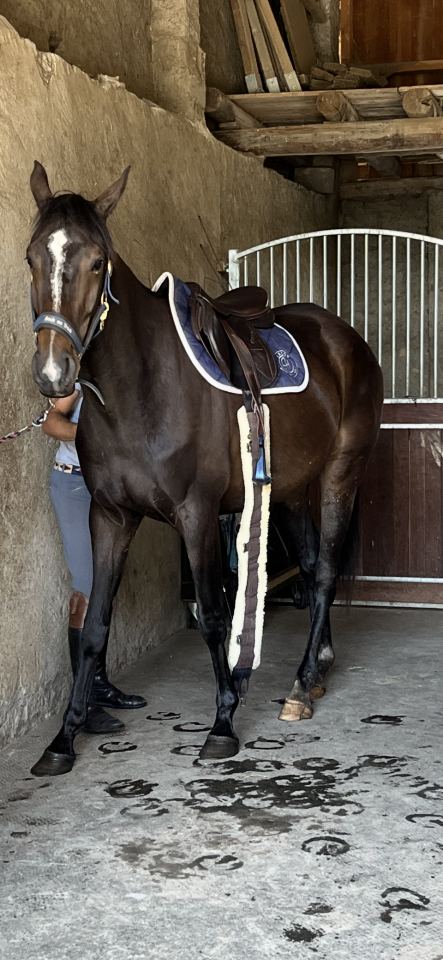 Merrie Selle Français Te koop 2021 Koffie vos ,  Sandro du Priolet Z