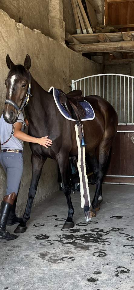 Merrie Selle Français Te koop 2021 Koffie vos ,  Sandro du Priolet Z