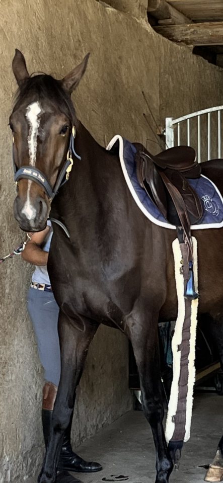 Merrie Selle Français Te koop 2021 Koffie vos ,  Sandro du Priolet Z