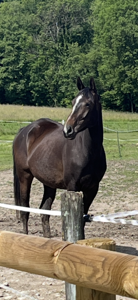 Merrie Selle Français Te koop 2021 Koffie vos ,  Sandro du Priolet Z