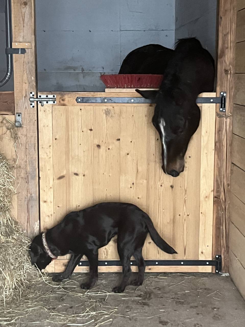 Merrie Selle Français Te koop 2021 Koffie vos ,  Sandro du Priolet Z