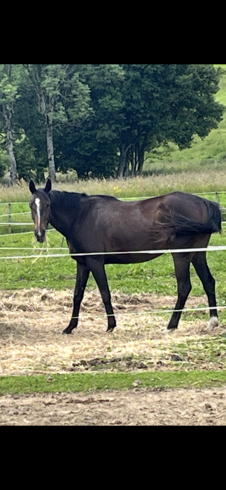 Merrie Selle Français Te koop 2021 Koffie vos ,  Sandro du Priolet Z