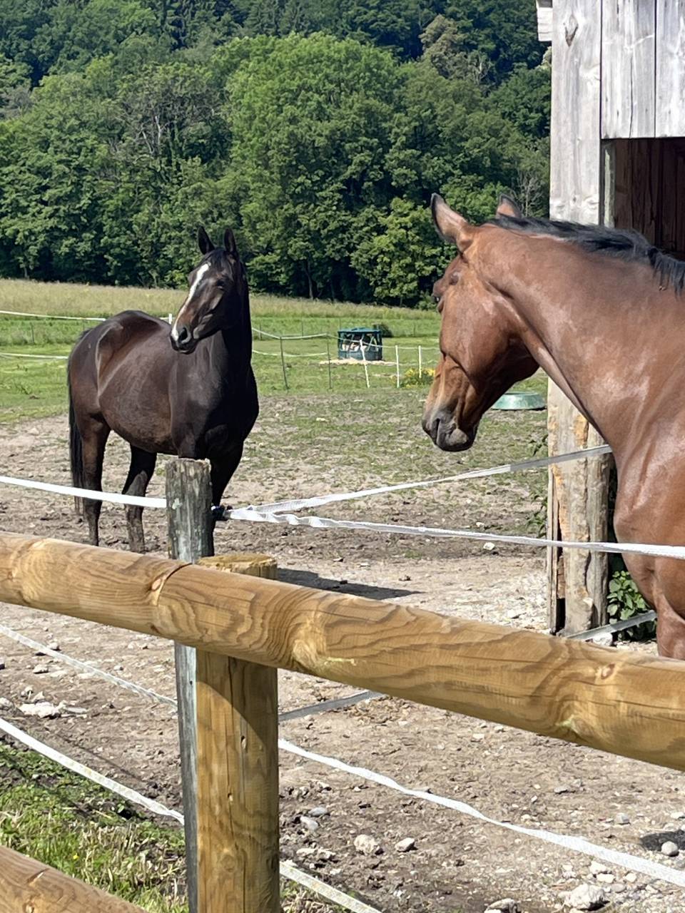 Merrie Selle Français Te koop 2021 Koffie vos ,  Sandro du Priolet Z