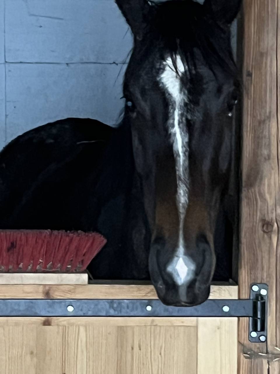 Merrie Selle Français Te koop 2021 Koffie vos ,  Sandro du Priolet Z