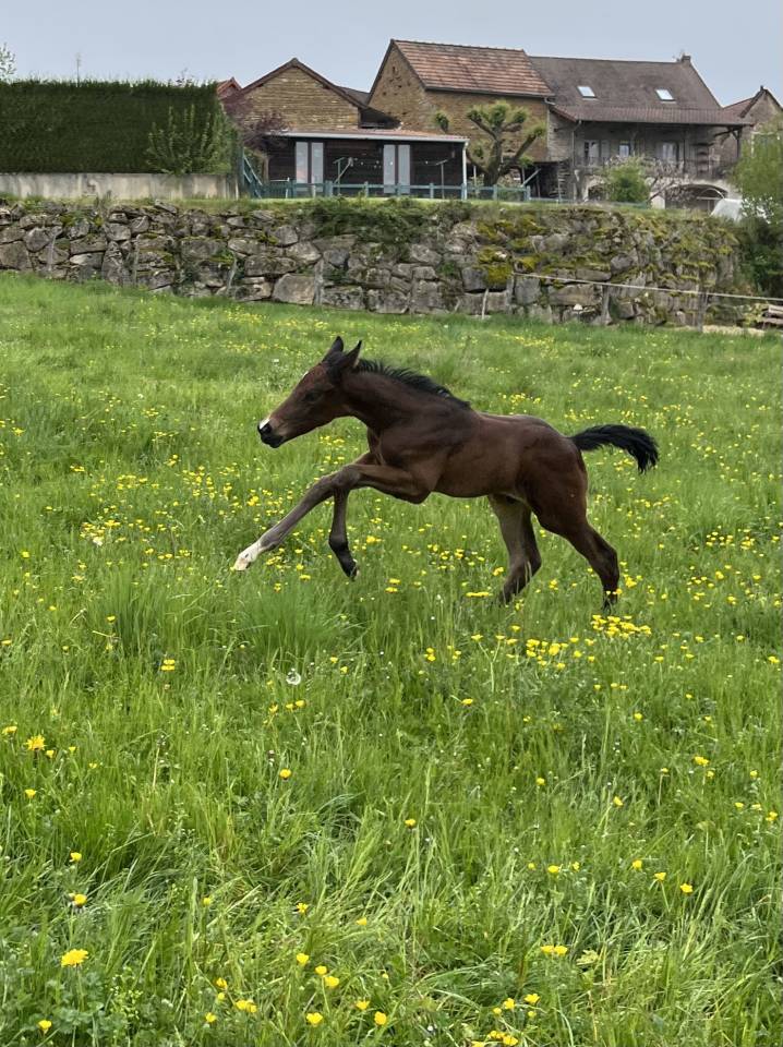 Veulen (ml) Selle Français Te koop 2025 Donker bruin / bai ,  diarado