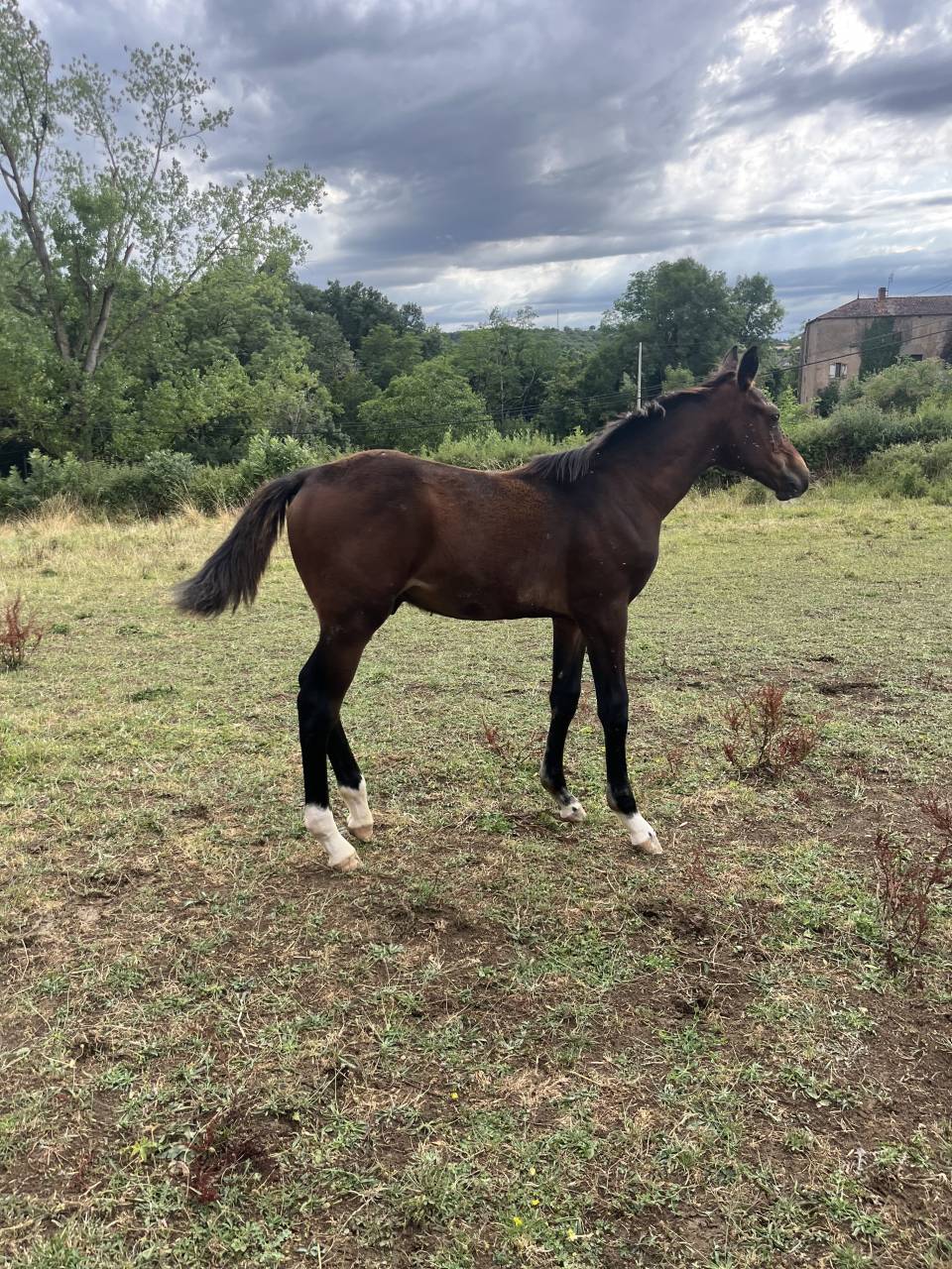 Veulen (ml) Selle Français Te koop 2025 Donker bruin / bai ,  diarado