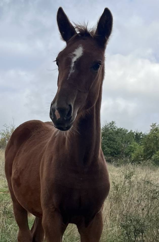 Veulen (vr) Selle Français Te koop 2025 Vos ,  Itoki de Riverland