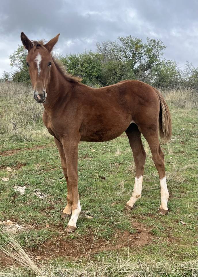 Veulen (vr) Selle Français Te koop 2025 Vos ,  Itoki de Riverland