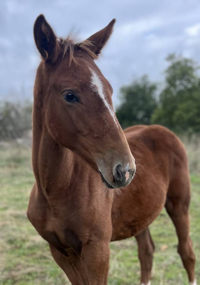 Veulen (vr) Selle Français Te koop 2025 Vos ,  Itoki de Riverland